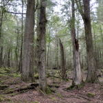 trees trees
