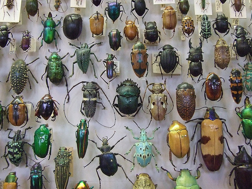 beetles